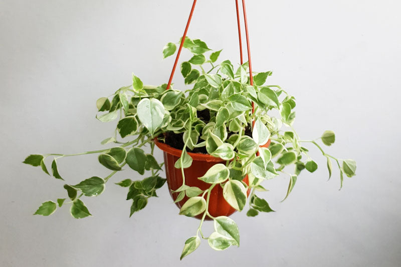 Peperomia Scandens 'Variegata' (Variegated Cupid Peperomia Hanging Basket)