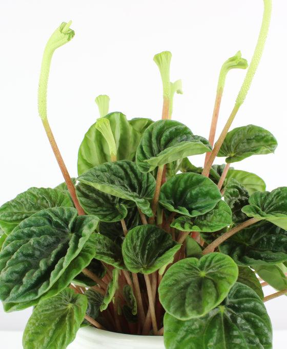 Peperomia Lilian (Peperomia Lilian)