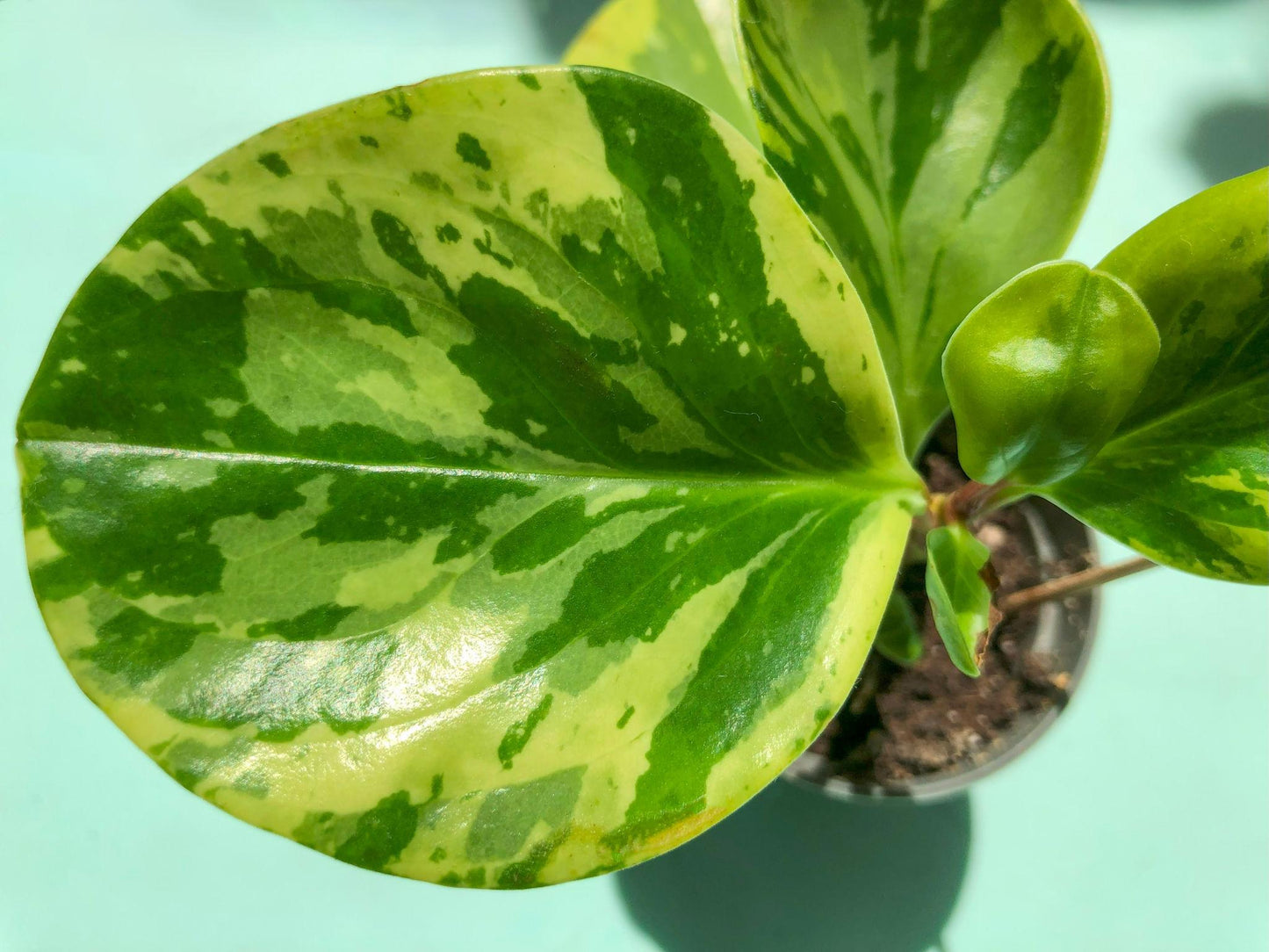 Peperomia Magnoliifolia Green and Gold (Green and Gold Peperomia)