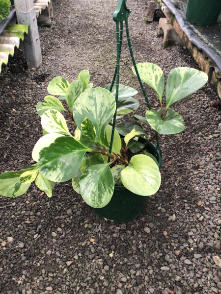 Peperomia Obtusifolia 'Golden Gate' (Golden Gate Peperomia)