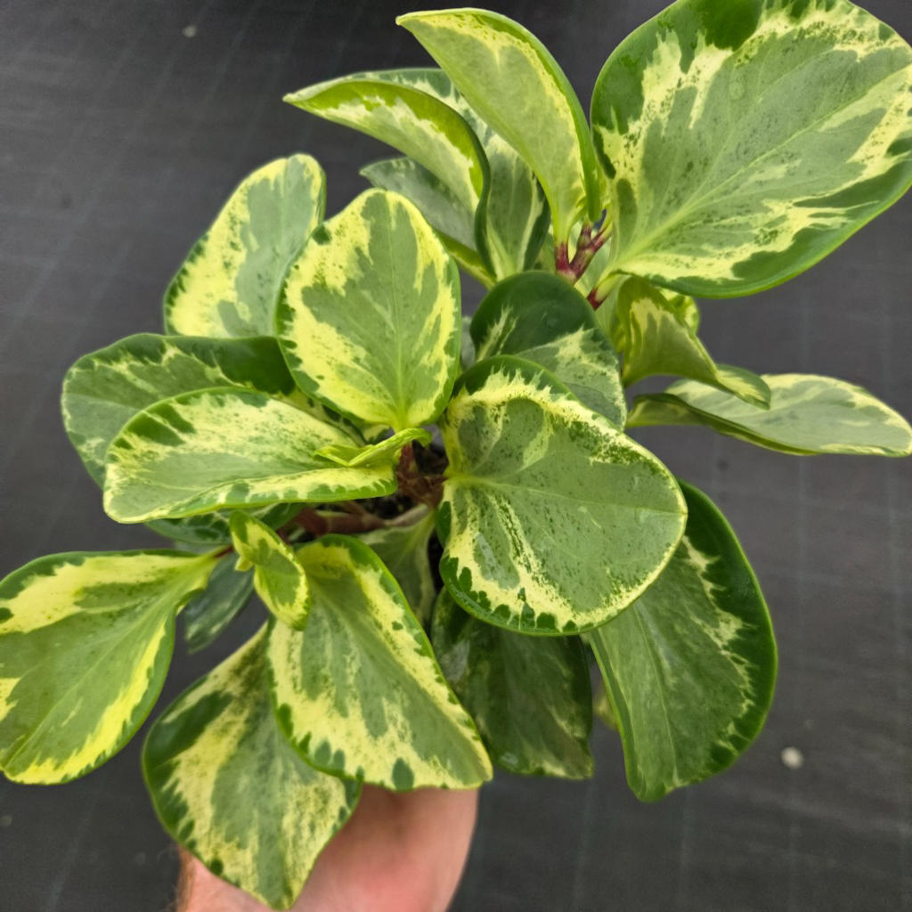 Peperomia obtusifolia ‘Green and Gold’ (Baby Rubber Plant)