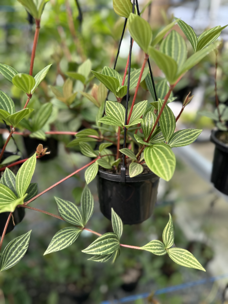 Peperomia Puteolata (Parallel Peperomia, Syn. Peperomia Tetragona)
