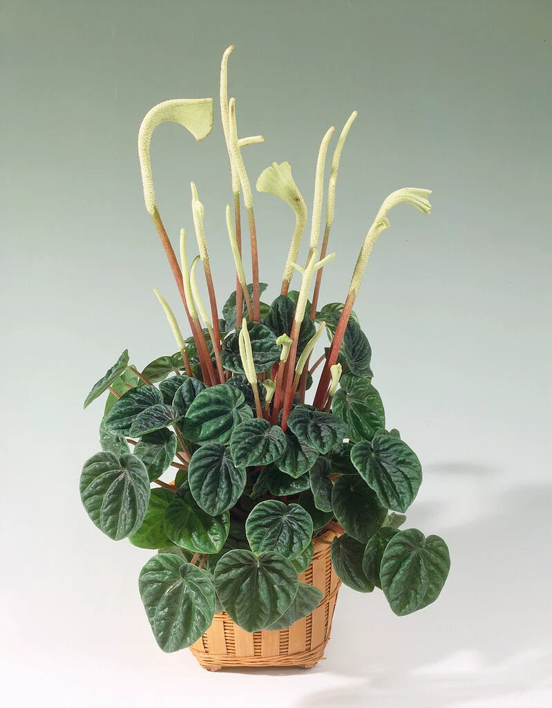 Peperomia Caperata (Emerald Ripple Peperomia)