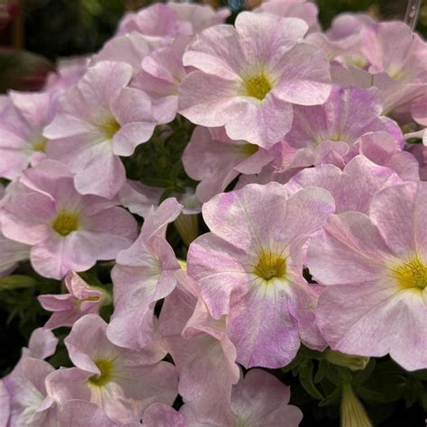 Petchoa SuperCal® Premium ‘Pink Mist’ (Petchoa)
