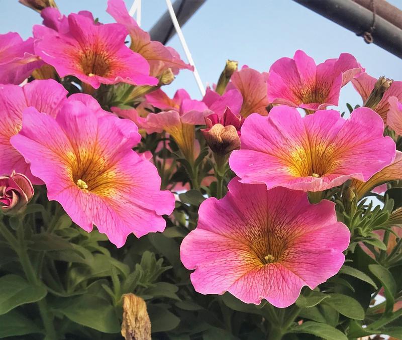 Petchoa 'SuperCal® Sunray Pink' (Petchoa)