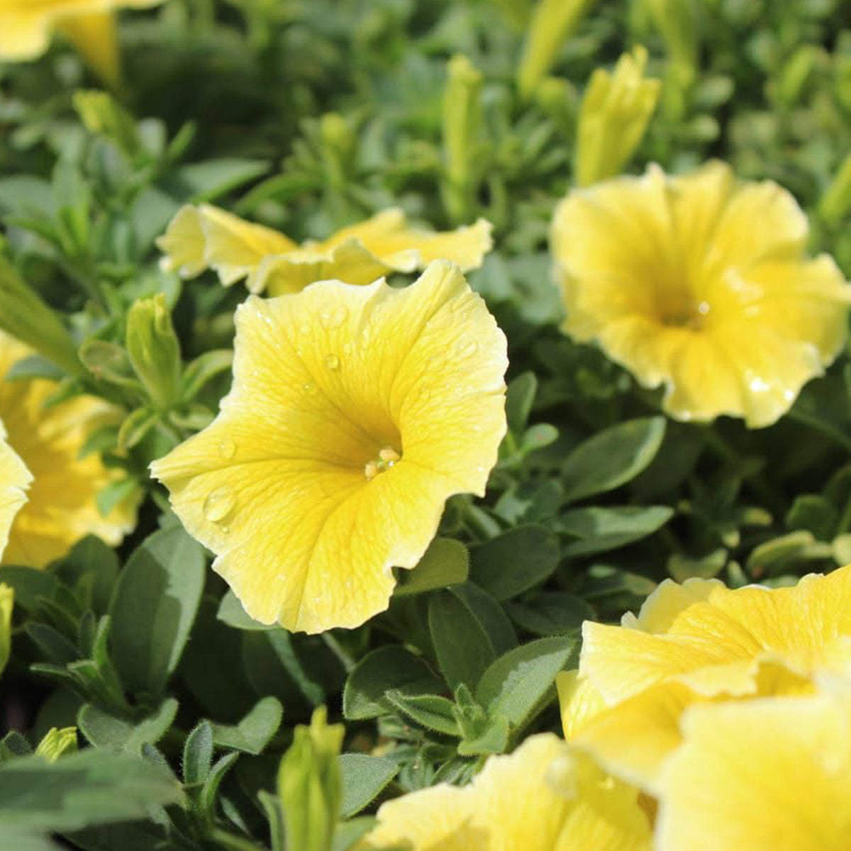 Petunia Hybrid ‘Bees Knees’ (Bees Knees Petunia)