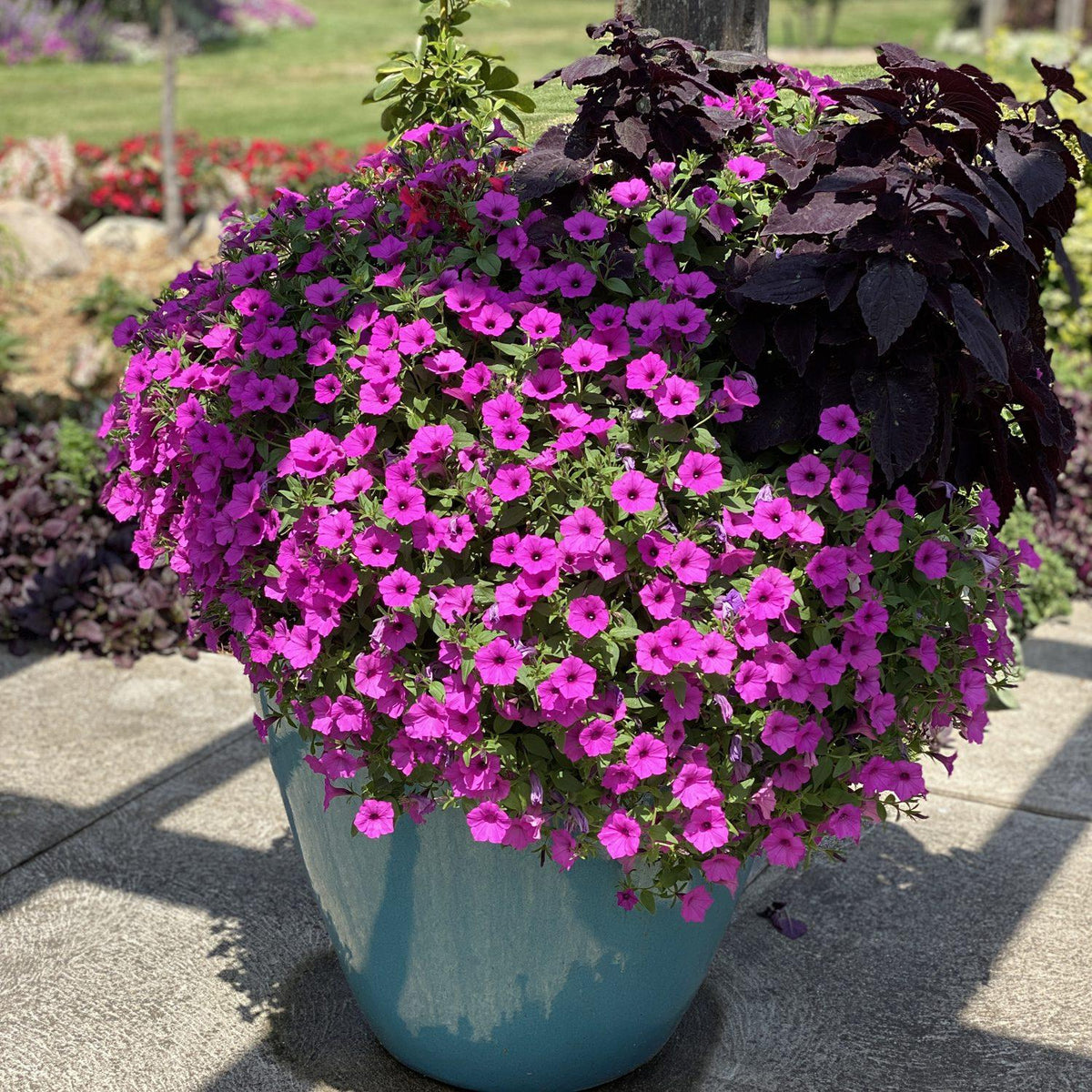 Petunia Hybrid 'Supertunia® Vista Jazzberry’ (Jazzberry Petunia)