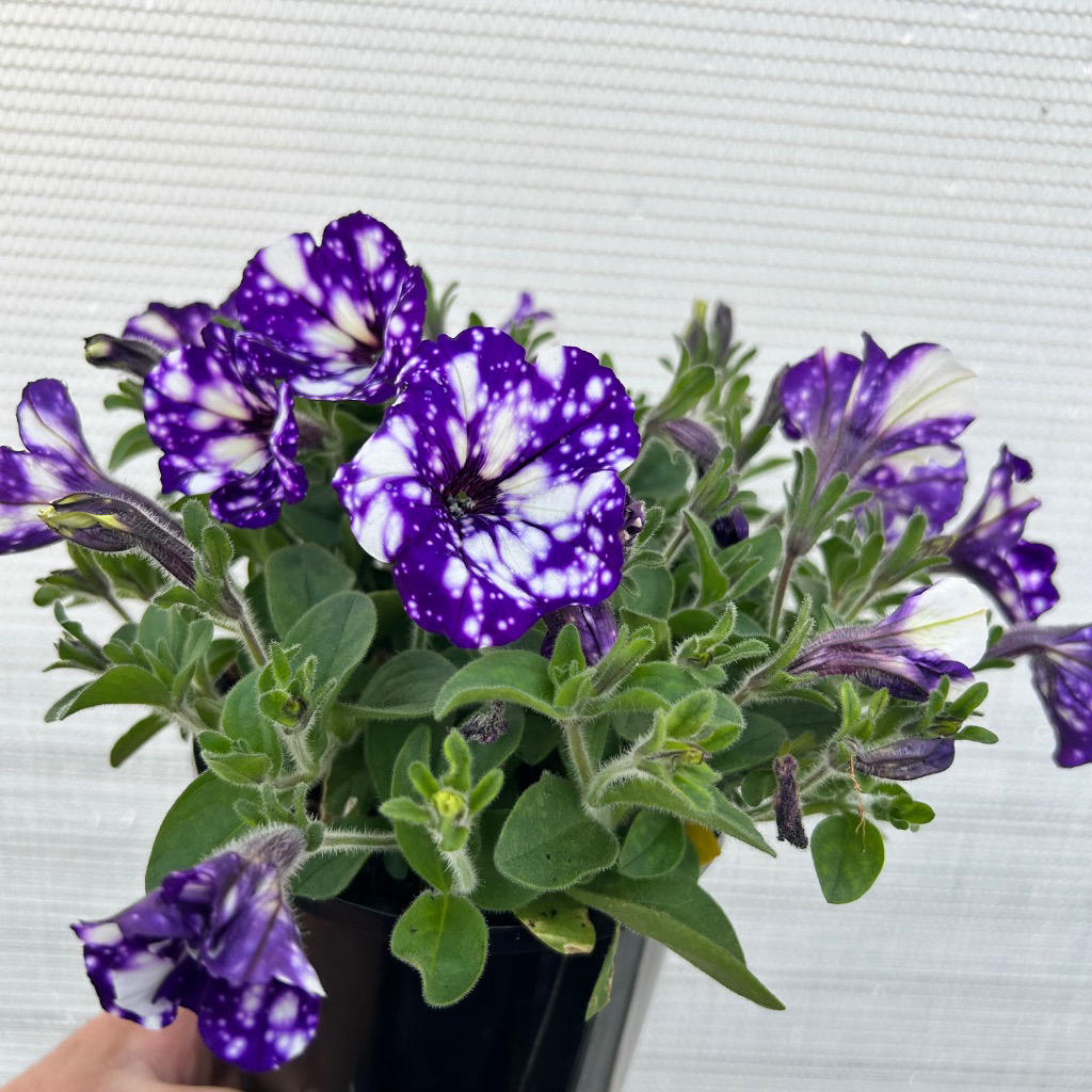 Petunia × atkinsiana ‘Night Sky’ (Petunia Night Sky Purple Speckled White)