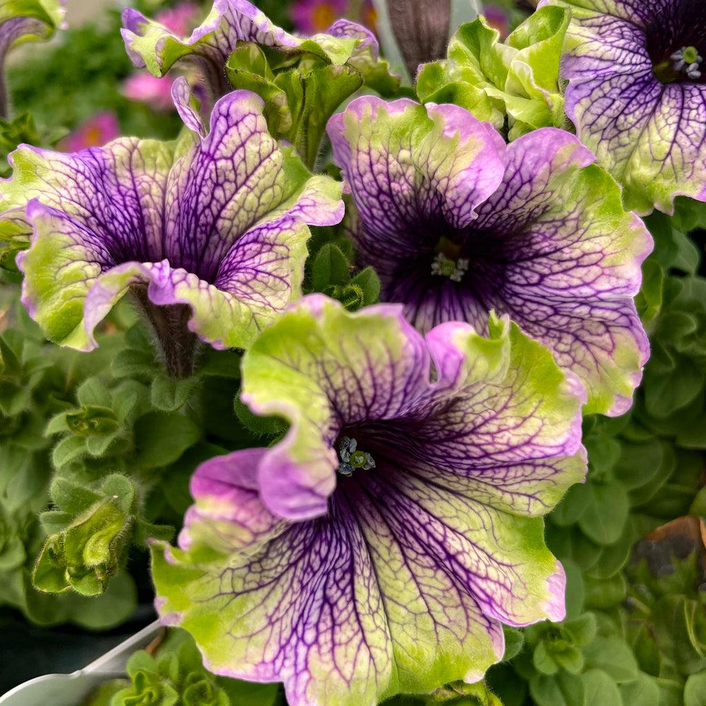 Petunia × atkinsiana ‘Potunia Amazonas Plum Cockatoo’