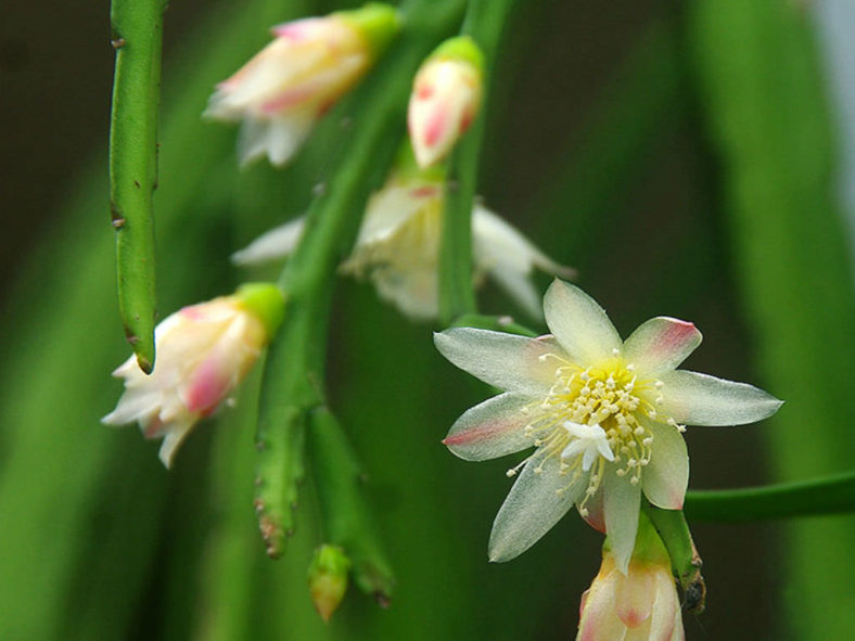 Rhipsalis boliviana (Lepismium) (Hanging Cactus)