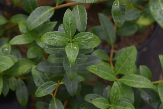 Phillyrea latifolia (Mock Privet)