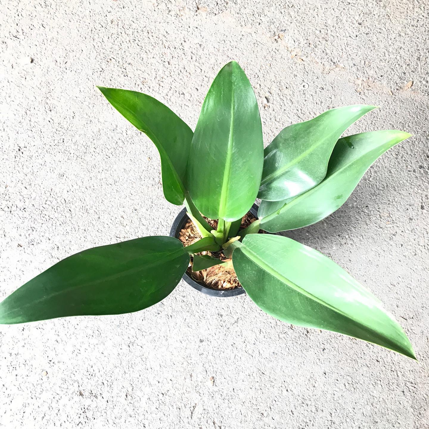 Philodendron Martianum (Fat Boy)