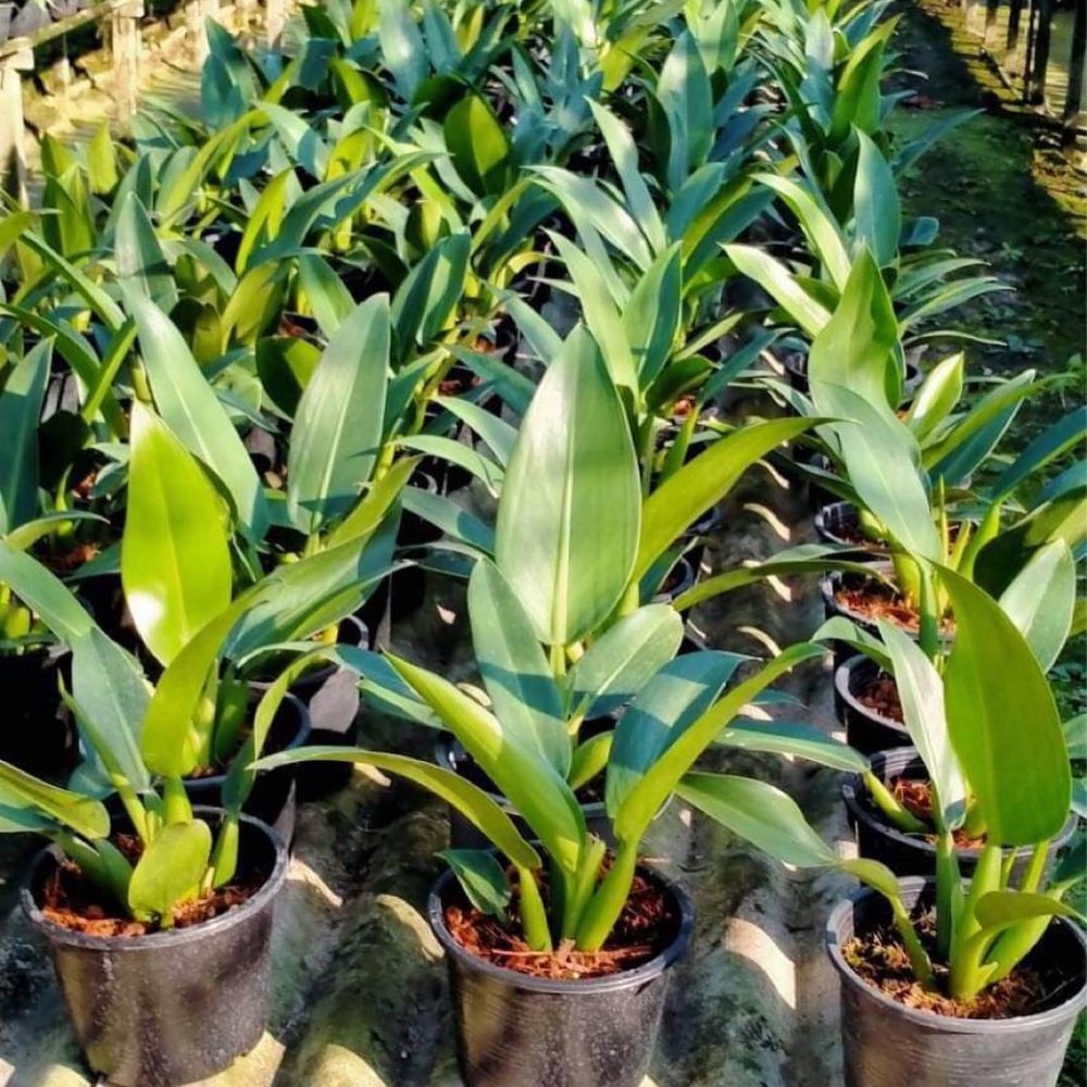 Philodendron Martianum (Fat Boy)