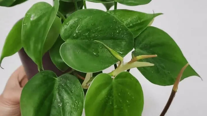 Philodendron cordatum Goldilocks