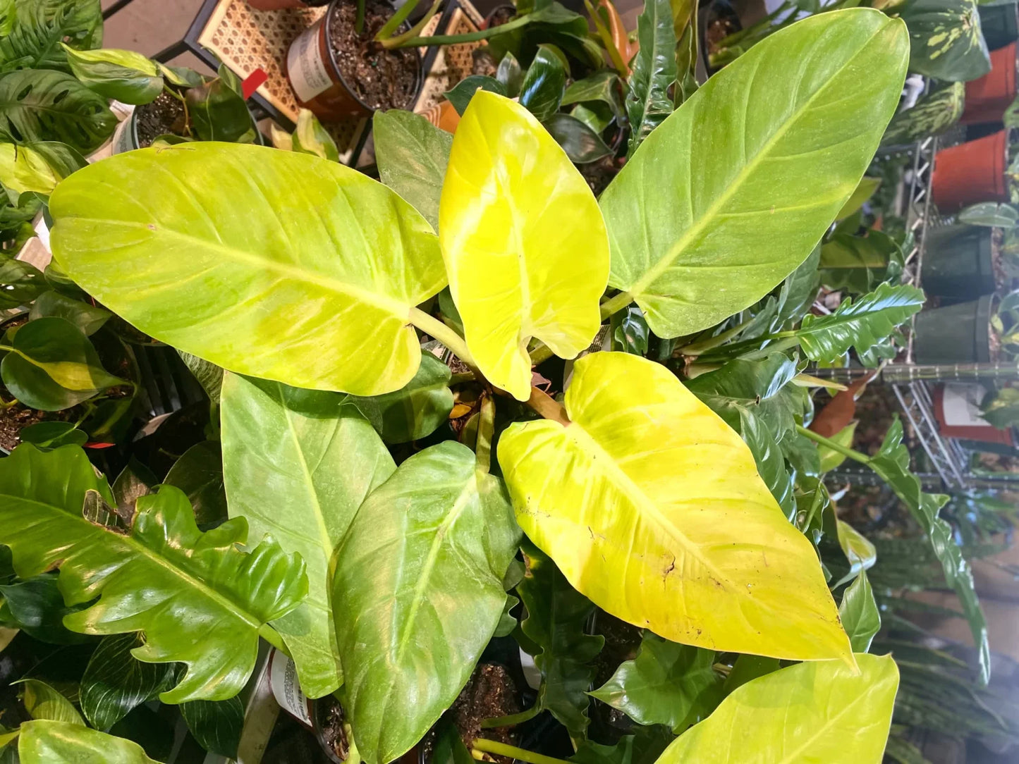 Philodendron Melinonii Gold (Gold Melinonii)