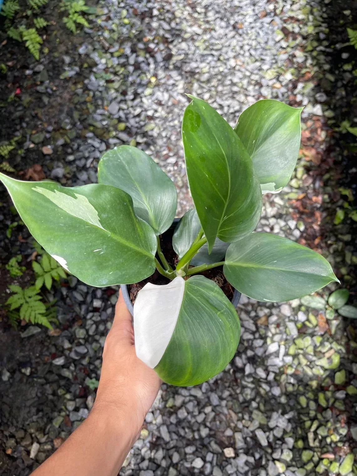 Philodendron ‘White Wizard’ – Variegated Philodendron