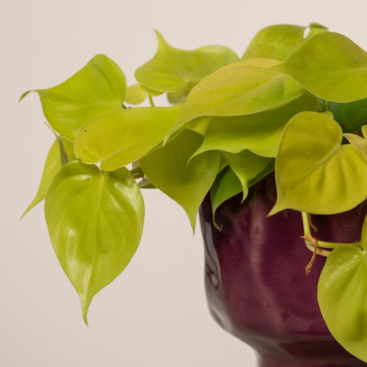 Philodendron Hederaceum ‘Neon’ (Neon Philodendron)