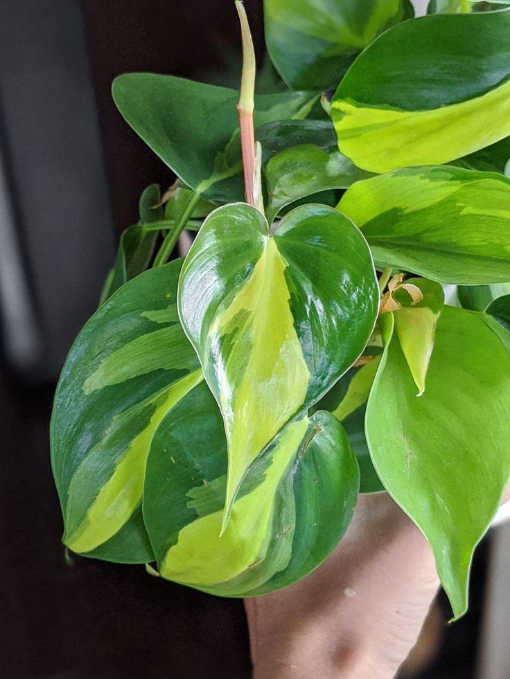Philodendron Hederaceum ‘Variegata’ (Variegated Heartleaf Philodendron)