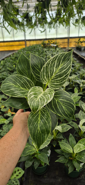 Philodendron ‘Birkin’ (White Wave Philodendron) CLEARANCE
