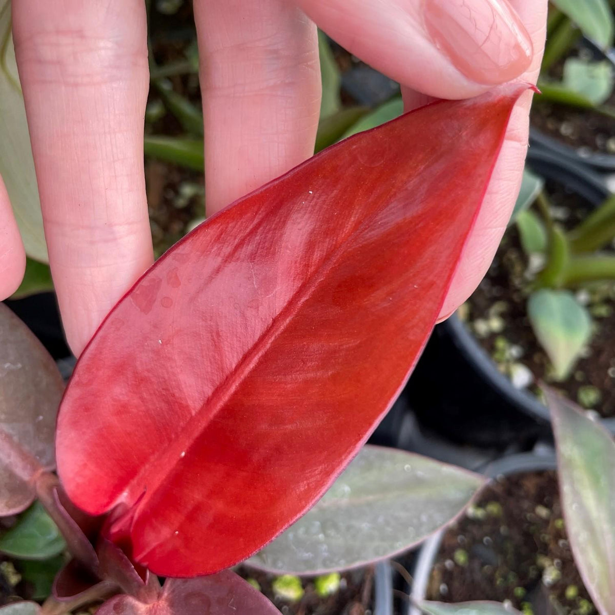 Philodendron Erubescens Sun Red