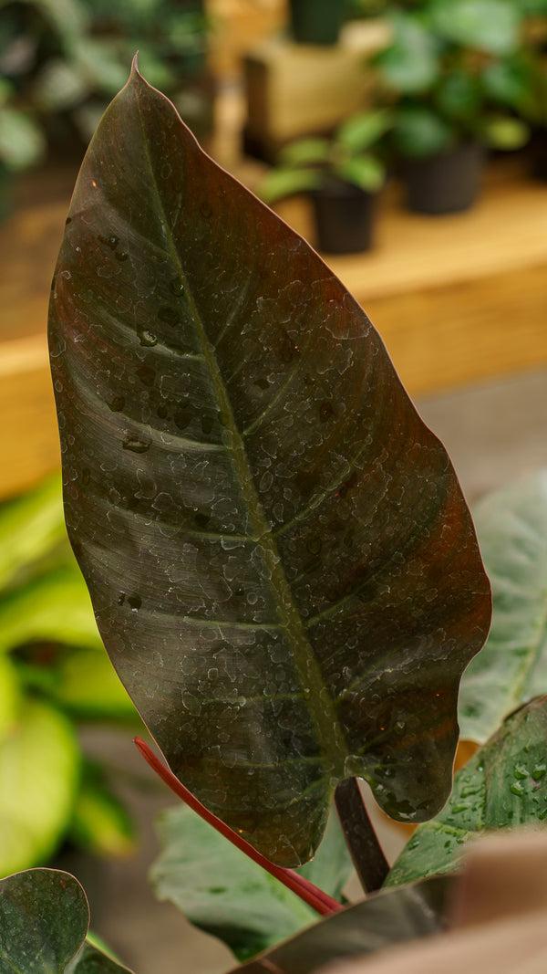 Philodendron 'Imperial Red' (Imperial Red)
