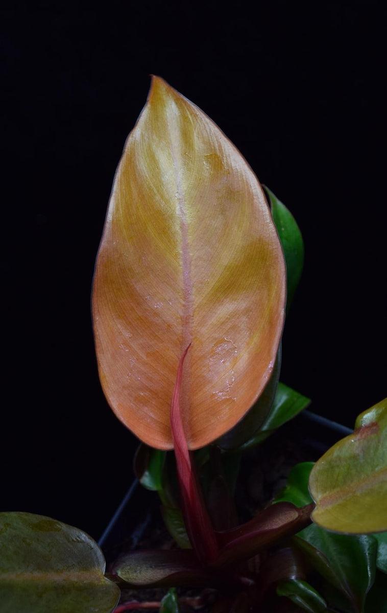 Philodendron ‘Prince Of Orange’ (Prince Of Orange Philodendron)