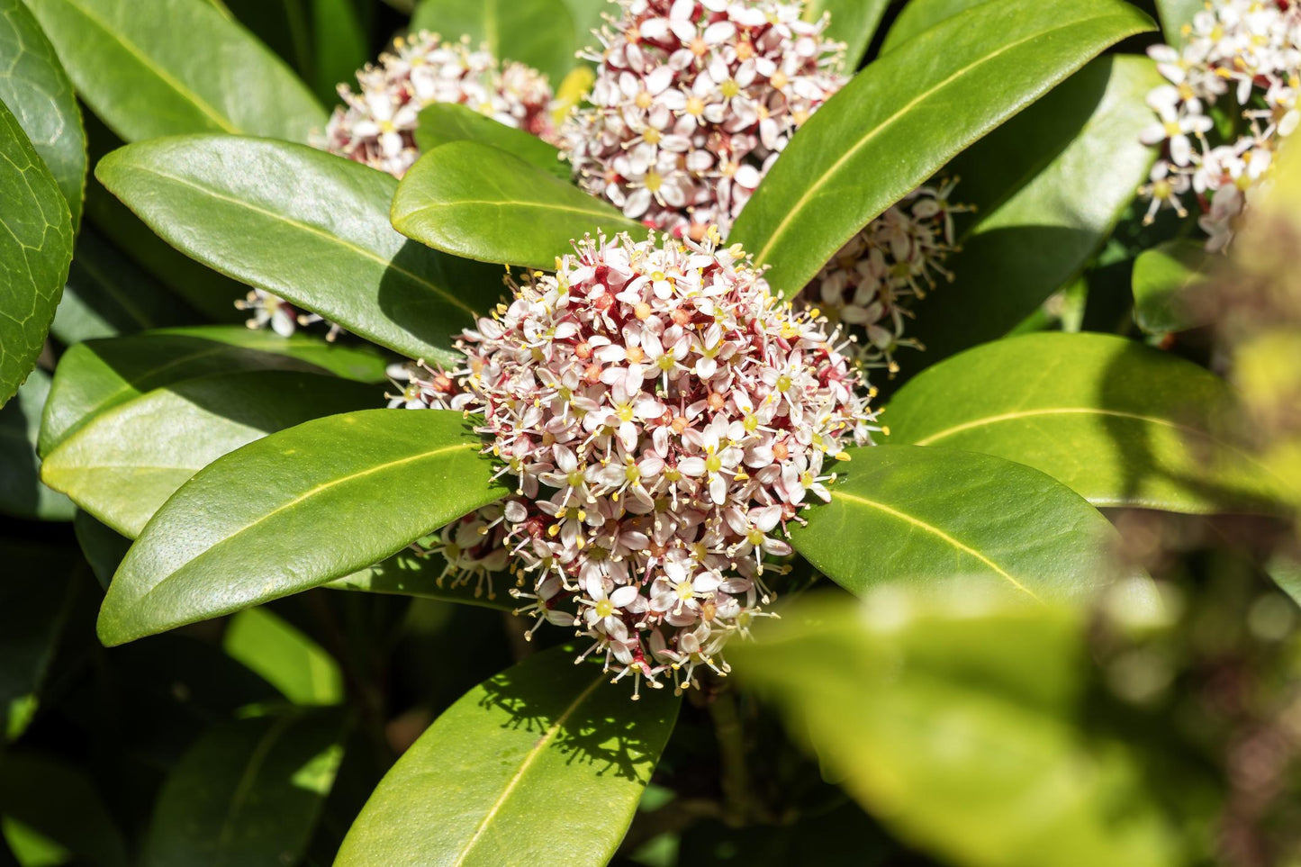 Philotheca Myoporoides ‘Flower Girl’ (Wax Flower)