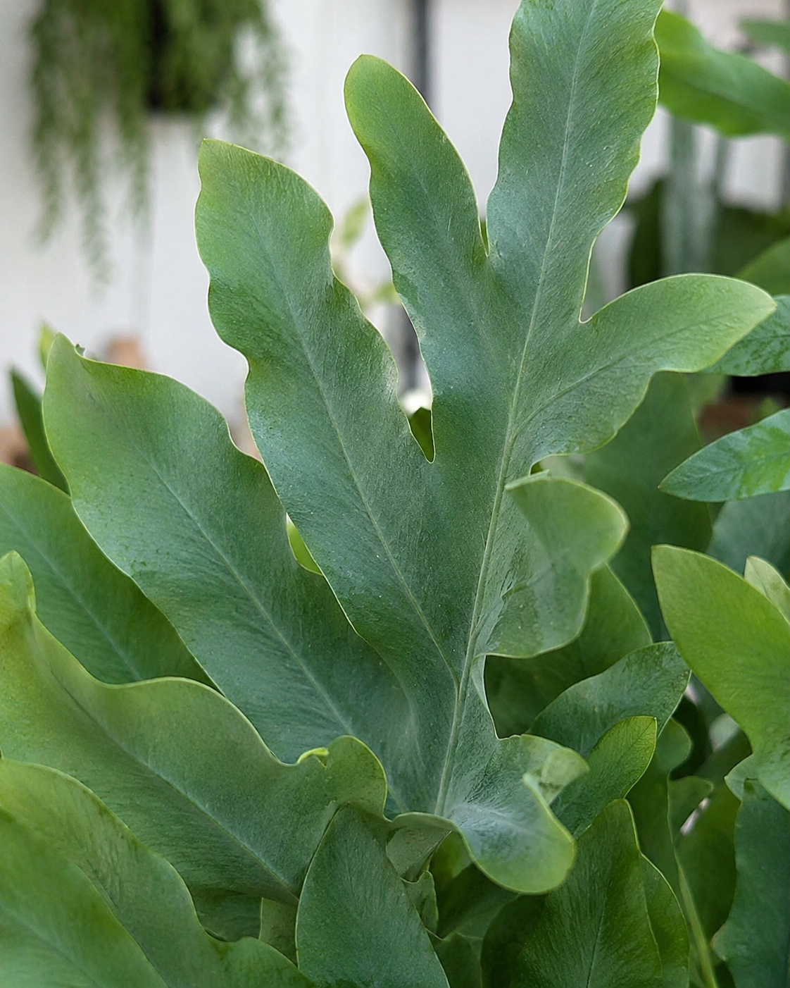 Phlebodium Aureum (Blue Star Fern)
