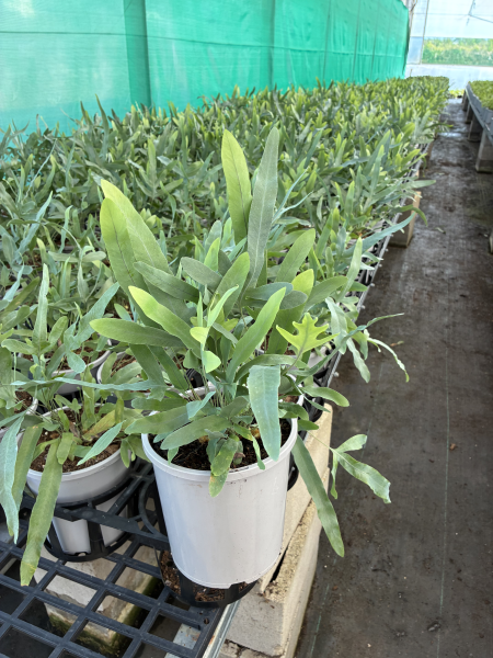 Phlebodium Aureum (Blue Star Fern)