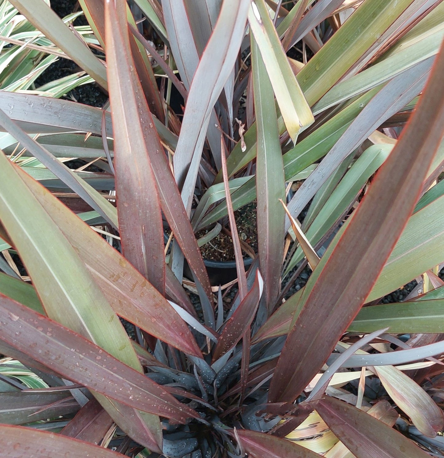 Phormium Tenax ‘Wildwood’ (Wildwood New Zealand Flax)