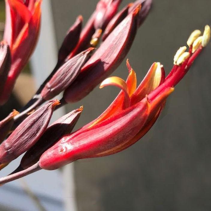 Phormium Tenax ‘Platt’s Black’ (Platt’s Black New Zealand Flax)