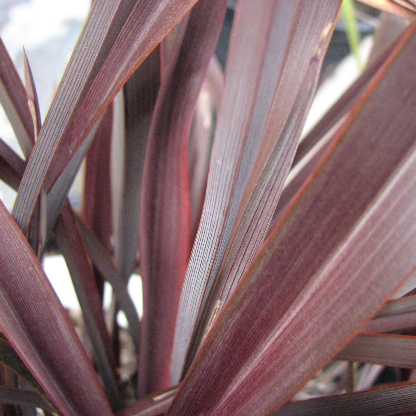 Phormium Tenax 'Purpurea' (Purple New Zealand Flax)