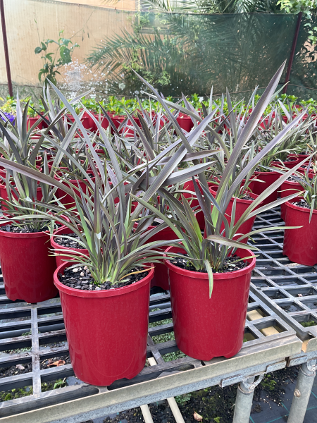 Phormium Tenax ‘Black Rage’ (Black Rage New Zealand Flax)
