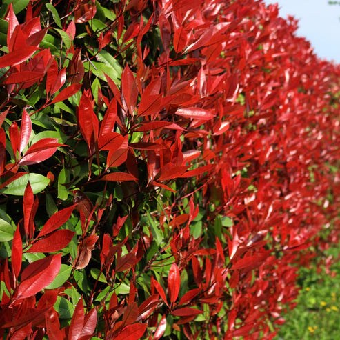 Photinia glabra ‘Super Red’ (Red Tip Photinia)