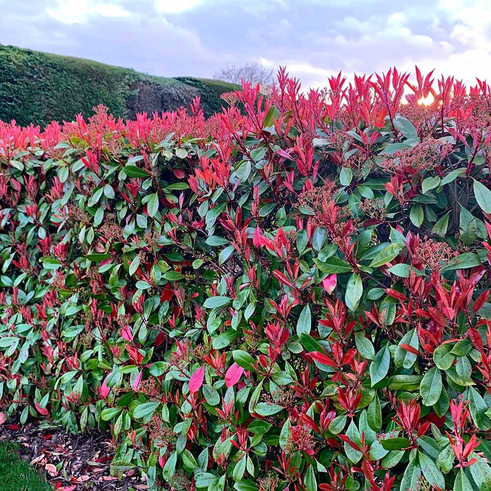 Photinia Fraserii ‘Red Robin’ (Red Robin Photinia)