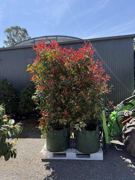 Photinia Fraserii ‘Red Robin’ (Red Robin Photinia)