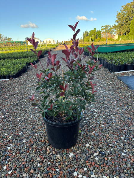 Photinia Glabra Rubens
