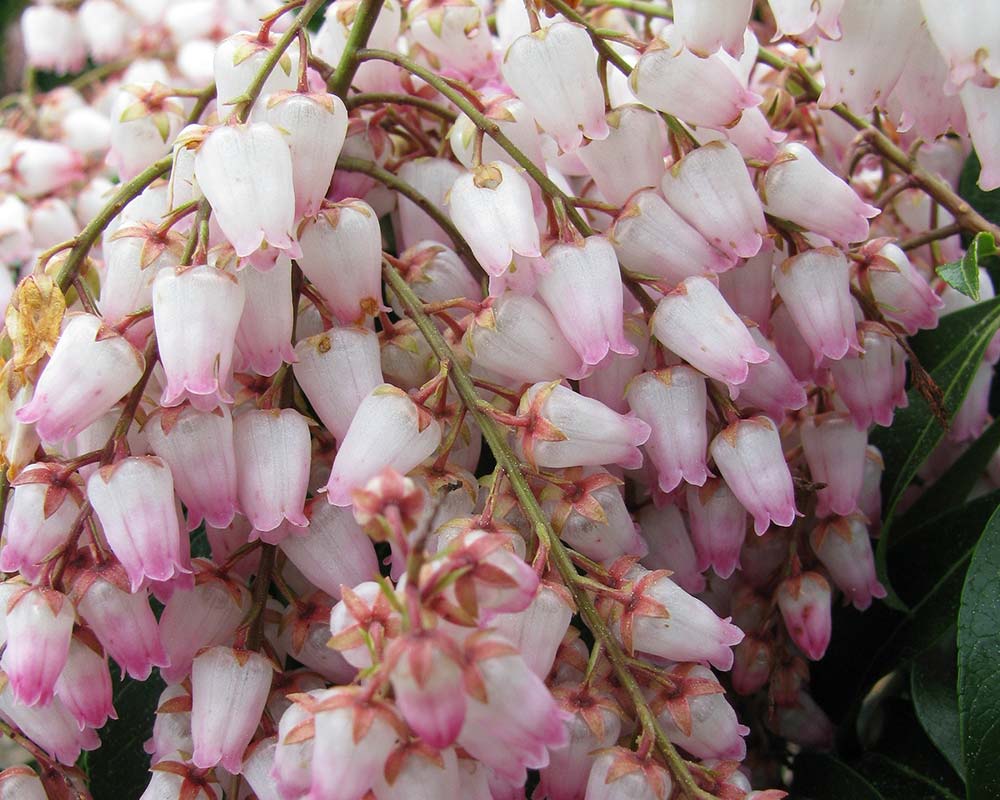 Pieris Japonica 'Christmas Cheer' (Christmas Cheer Andromeda)