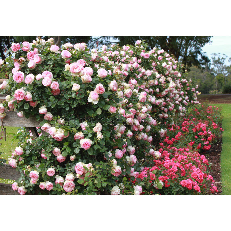 Rosa ‘Pierre de Ronsard’ (Climbing Rose)