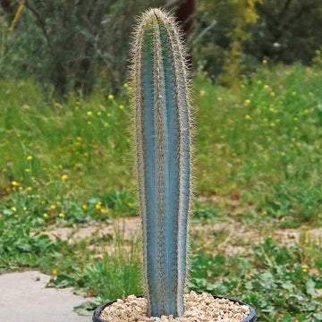 Pilosocereus Azureus (Blue Columnar Cactus)