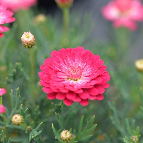 Argyranthemum frutescens (Pink Posy)