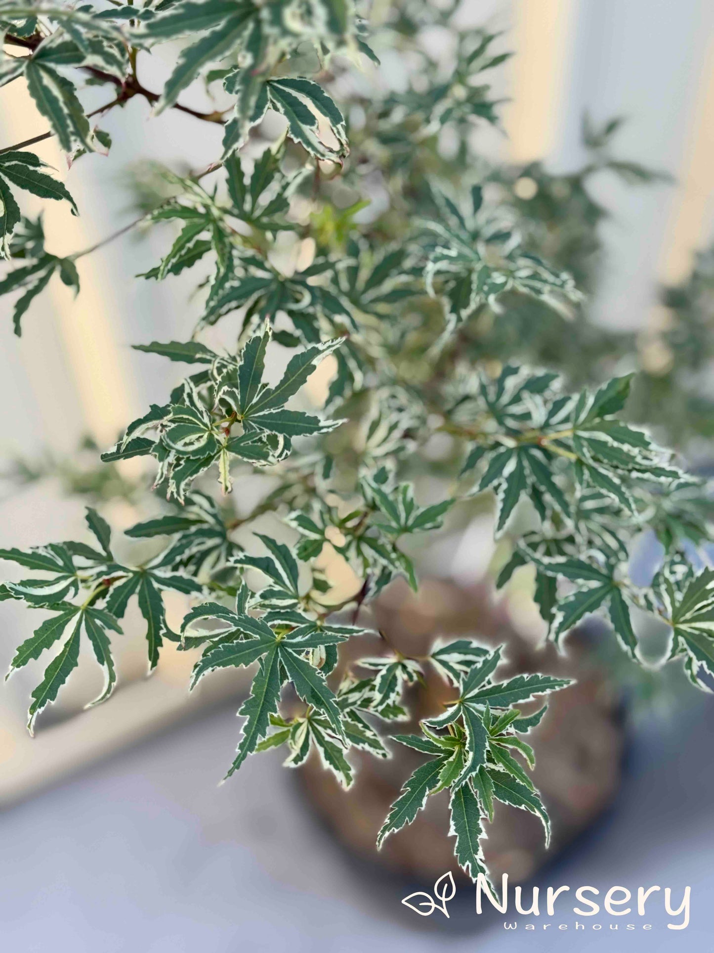Acer Palmatum 'Butterfly' (upright)