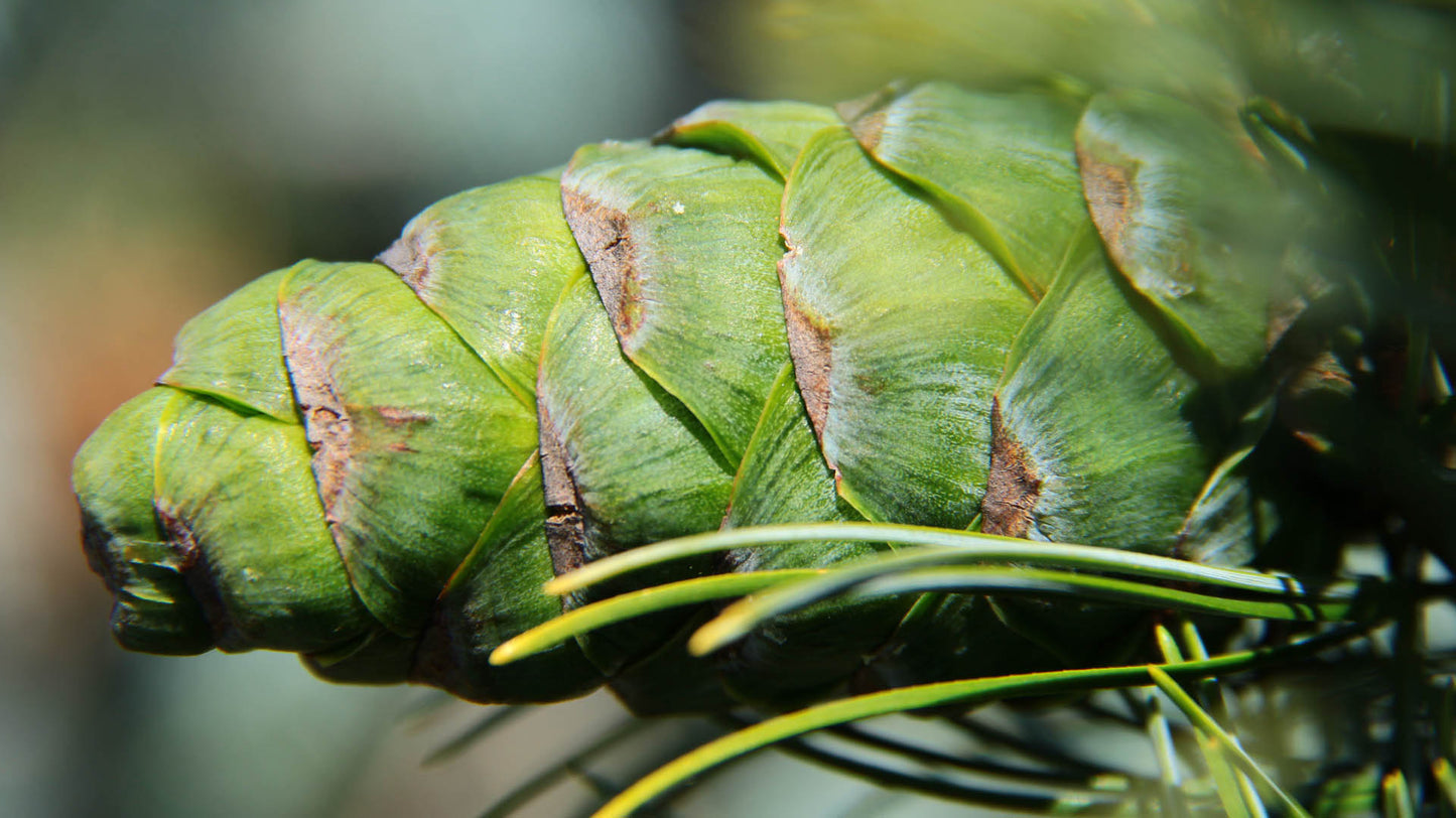 Pinus parviflora ‘Ibo-can’ (Japanese White Pine)