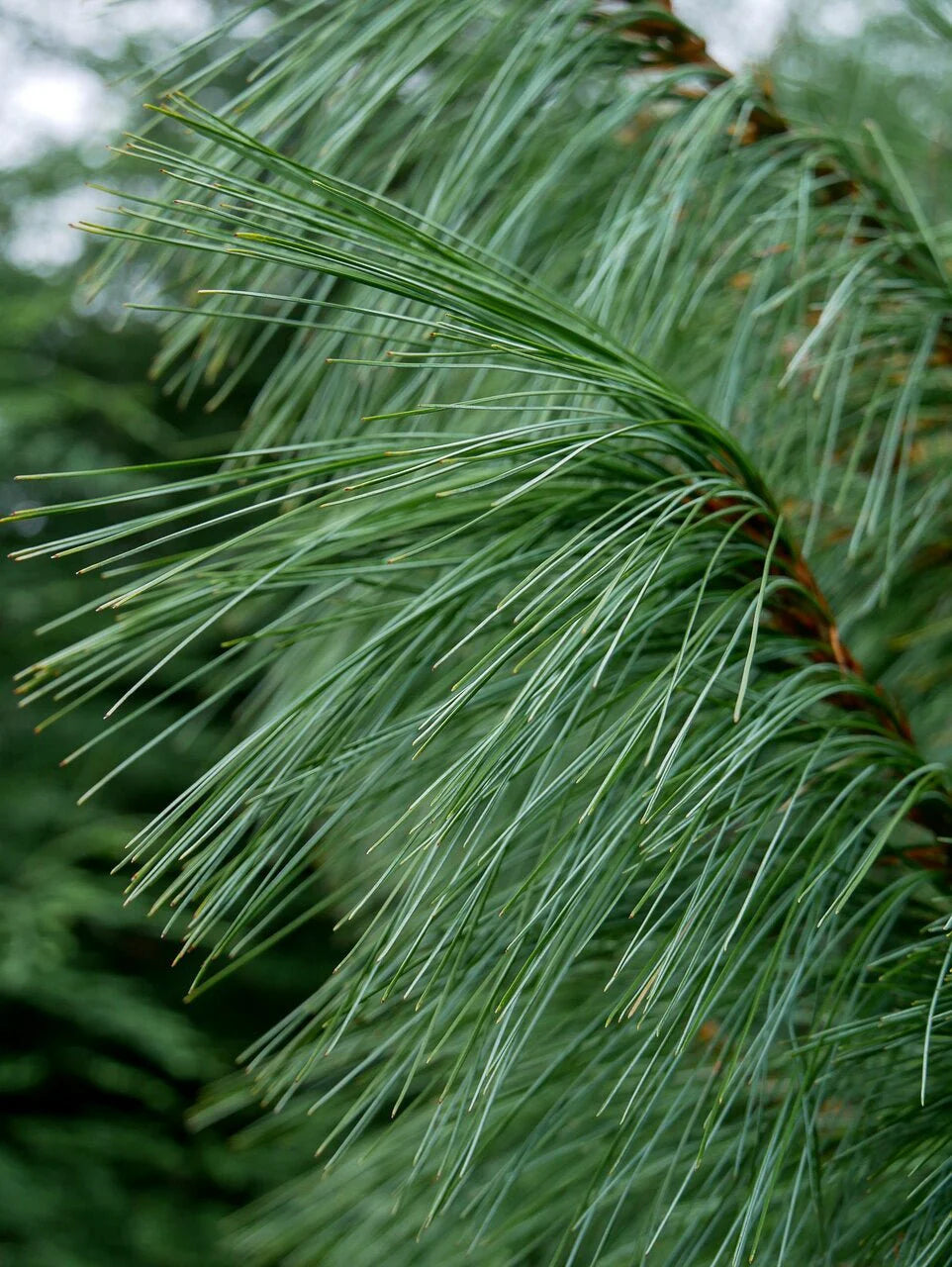 Pinus Wallichiana ‘Moidart’ (Moidart Himalayan Pine)
