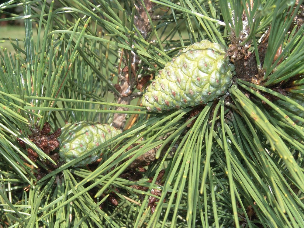Pinus Thunbergii ‘Japanese Black Pine’