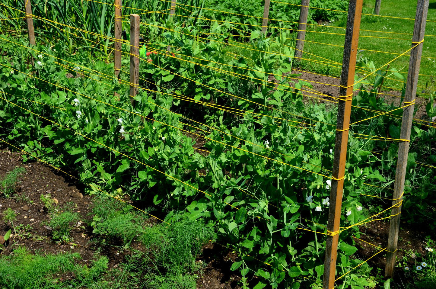 Pisum Sativum (Sugar Pod Snap Pea)