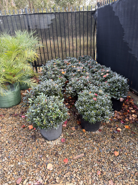 Pittosporum Tobira ‘Miss Muffet’ (Wheelers Dwarf)