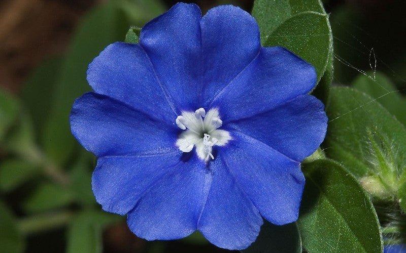 Evolvulus pilosus ‘Sapphire Blue’ (Evolvulus Sapphire)