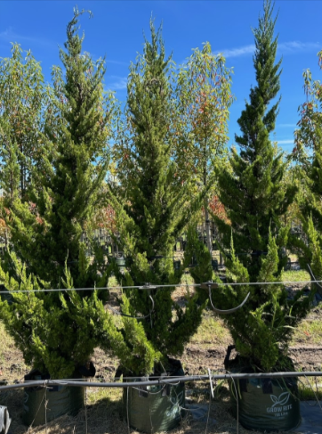 Juniperus Chinensis 'Keteleeri'