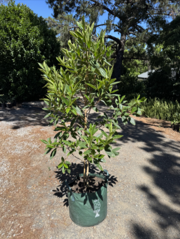 Tibouchina Lepidota 'Alstonville' CLEARANCE
